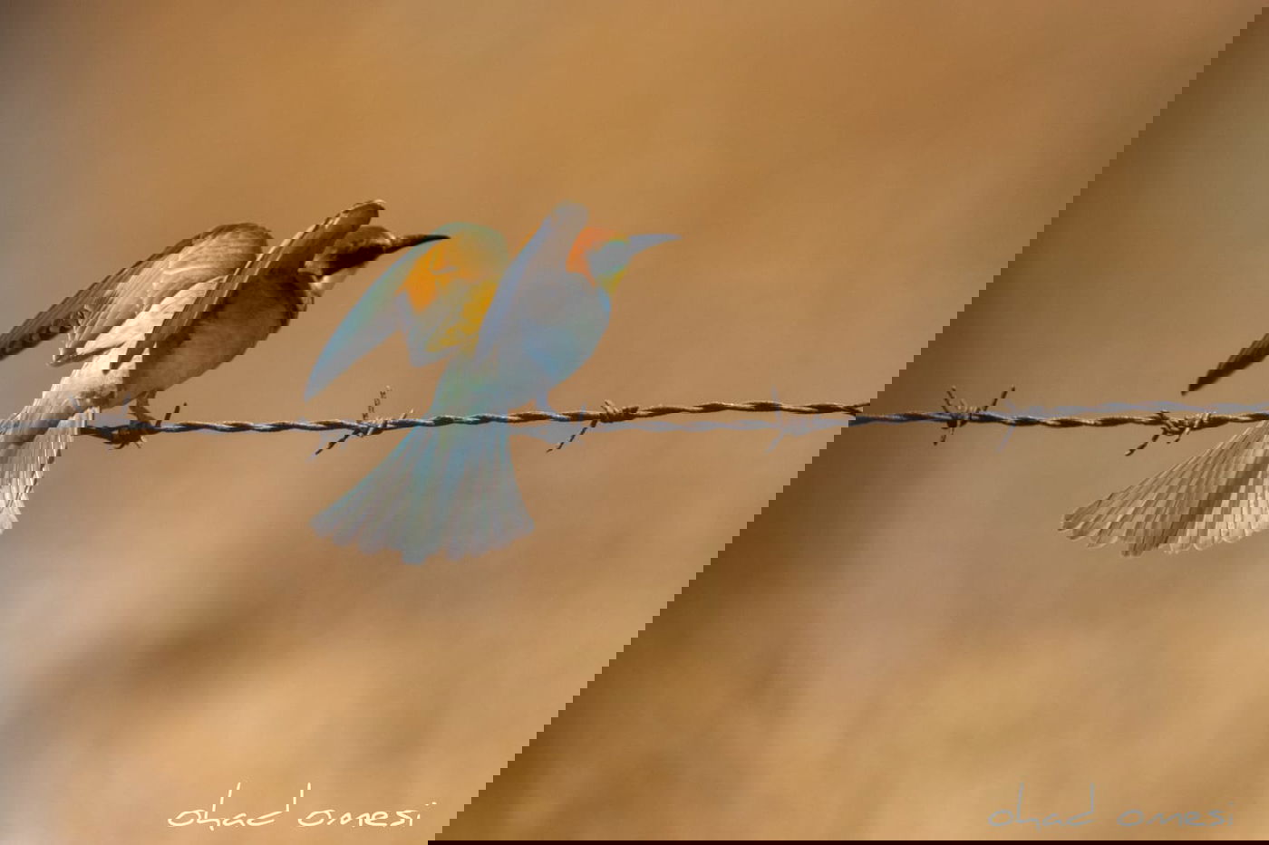 מָה רַבּוּ: הטבע המרהיב במרכז רמת הגולן