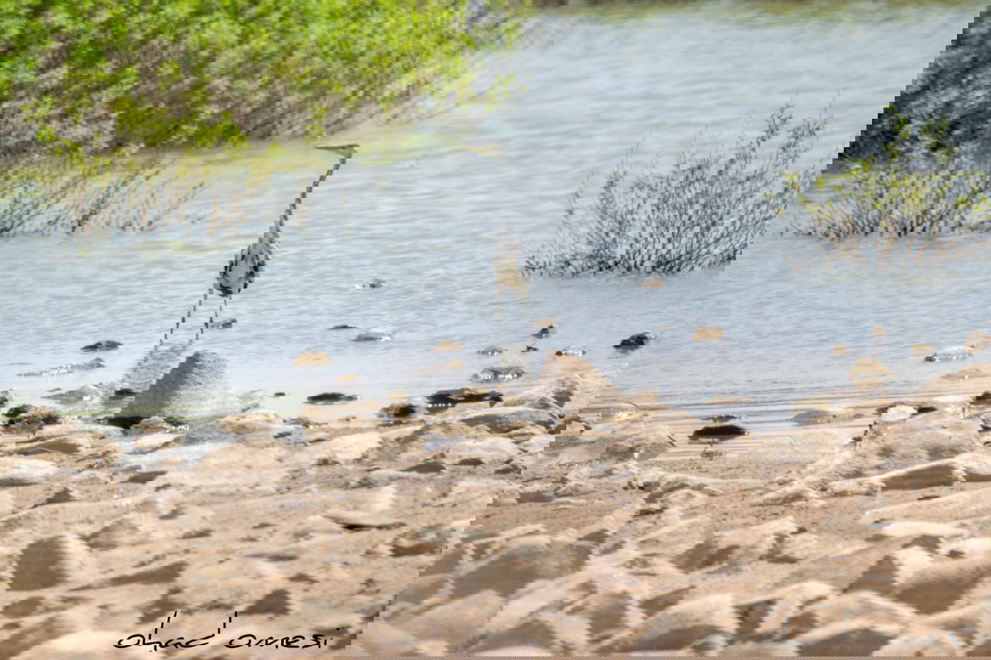 מָה רַבּוּ: הטבע המרהיב במרכז רמת הגולן