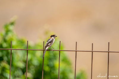 תחזית מזג האוויר: תחול הקלה בעומס החום