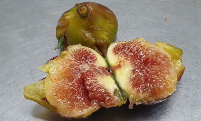 הלם! בואו לספור כמה זחלים יש בתאנה אחת • צפו