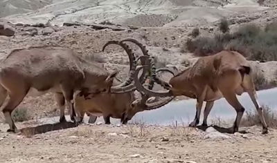 צפו בתיעוד המריבה בין היעלים הזכרים