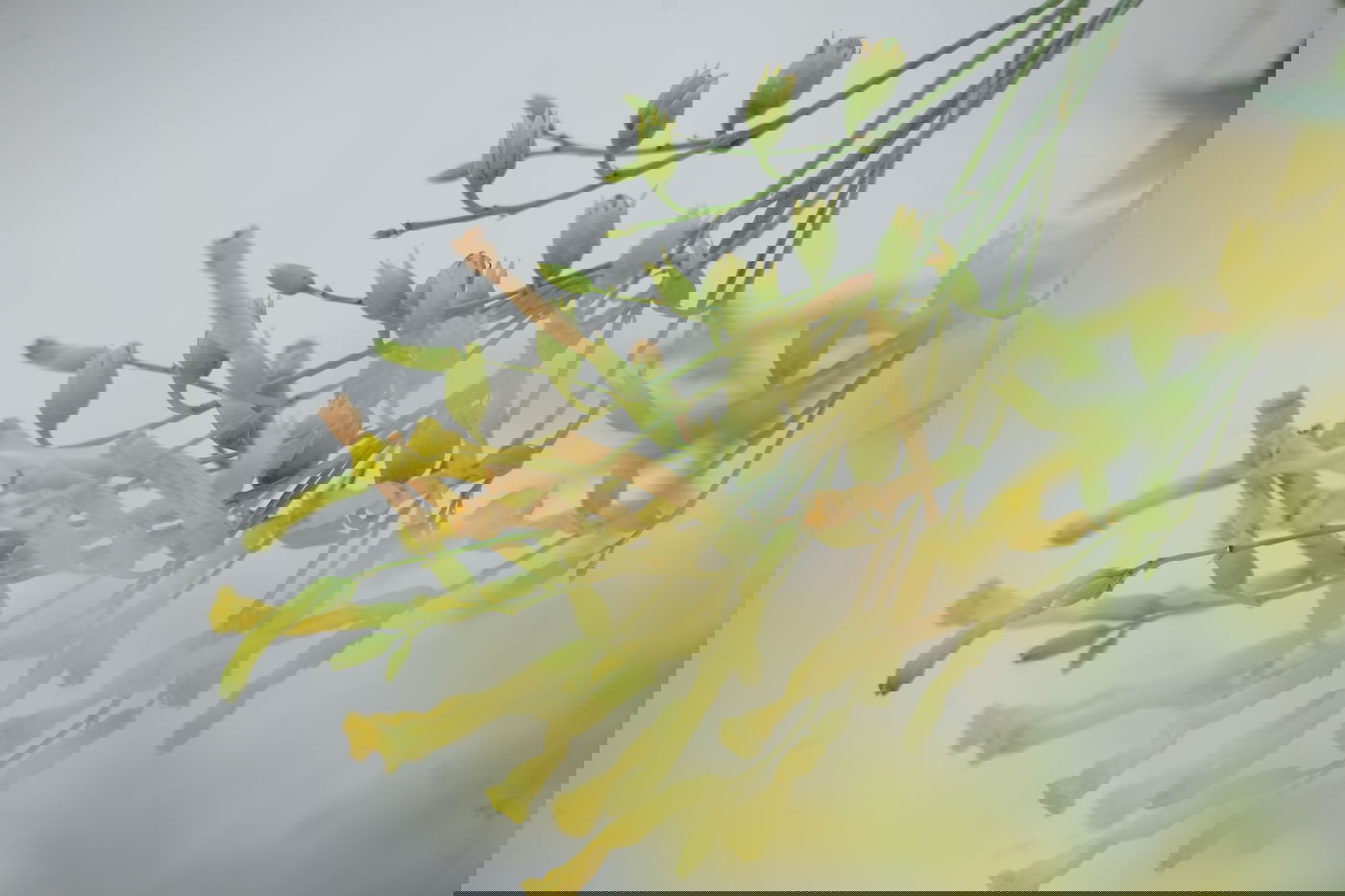 יום שרבי במיוחד בשכונת רמת שלמה • צפו