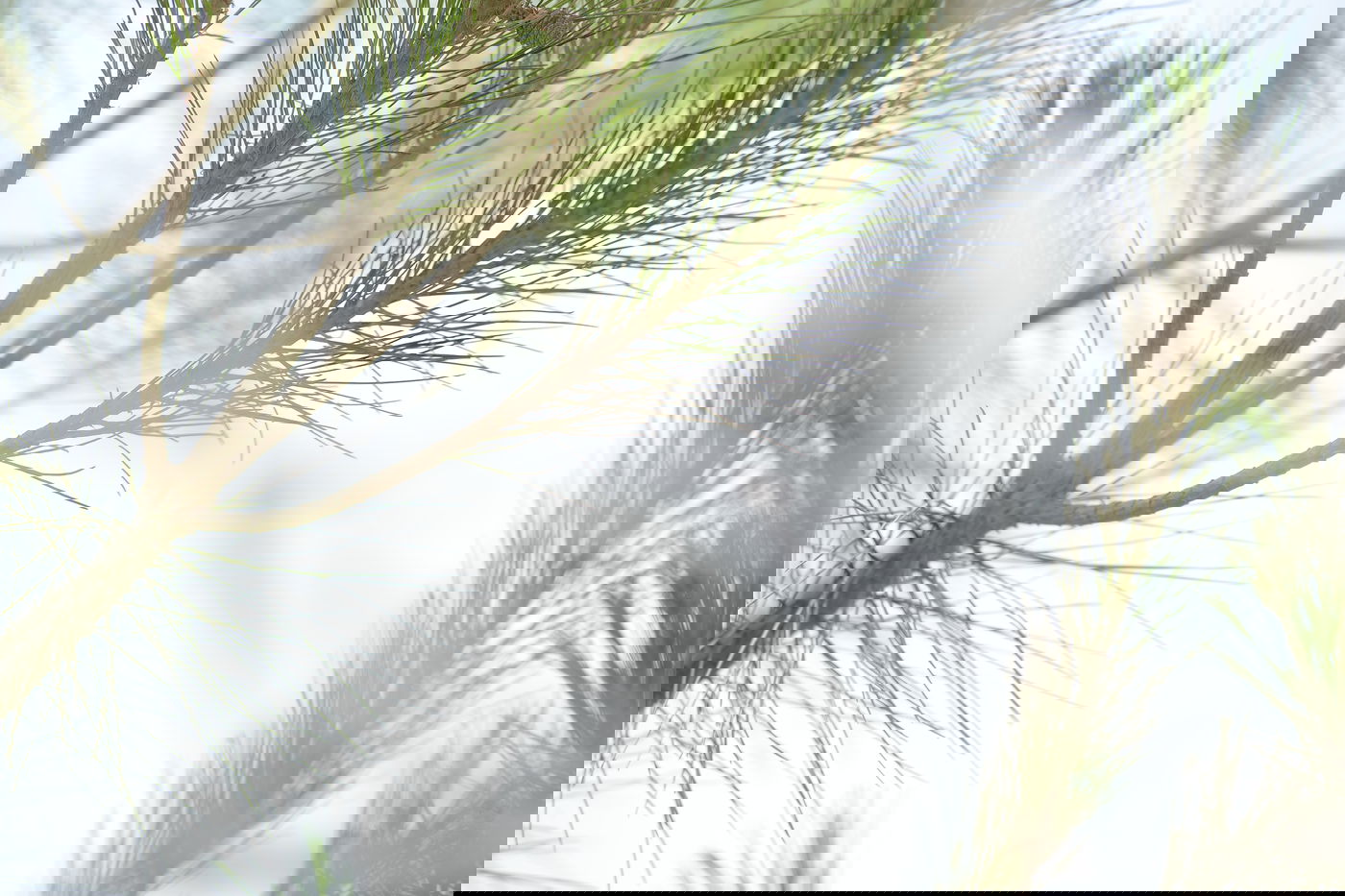 חרדים? כל מה שרציתם לדעת על הקורונה • שו"ת