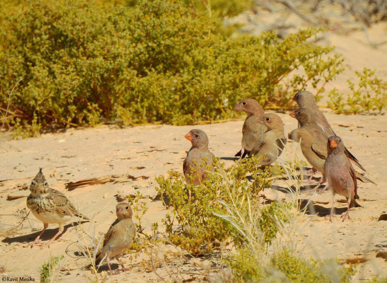 וידאו נדיר: ציפורי שיר מבריחות נחש שפיפון