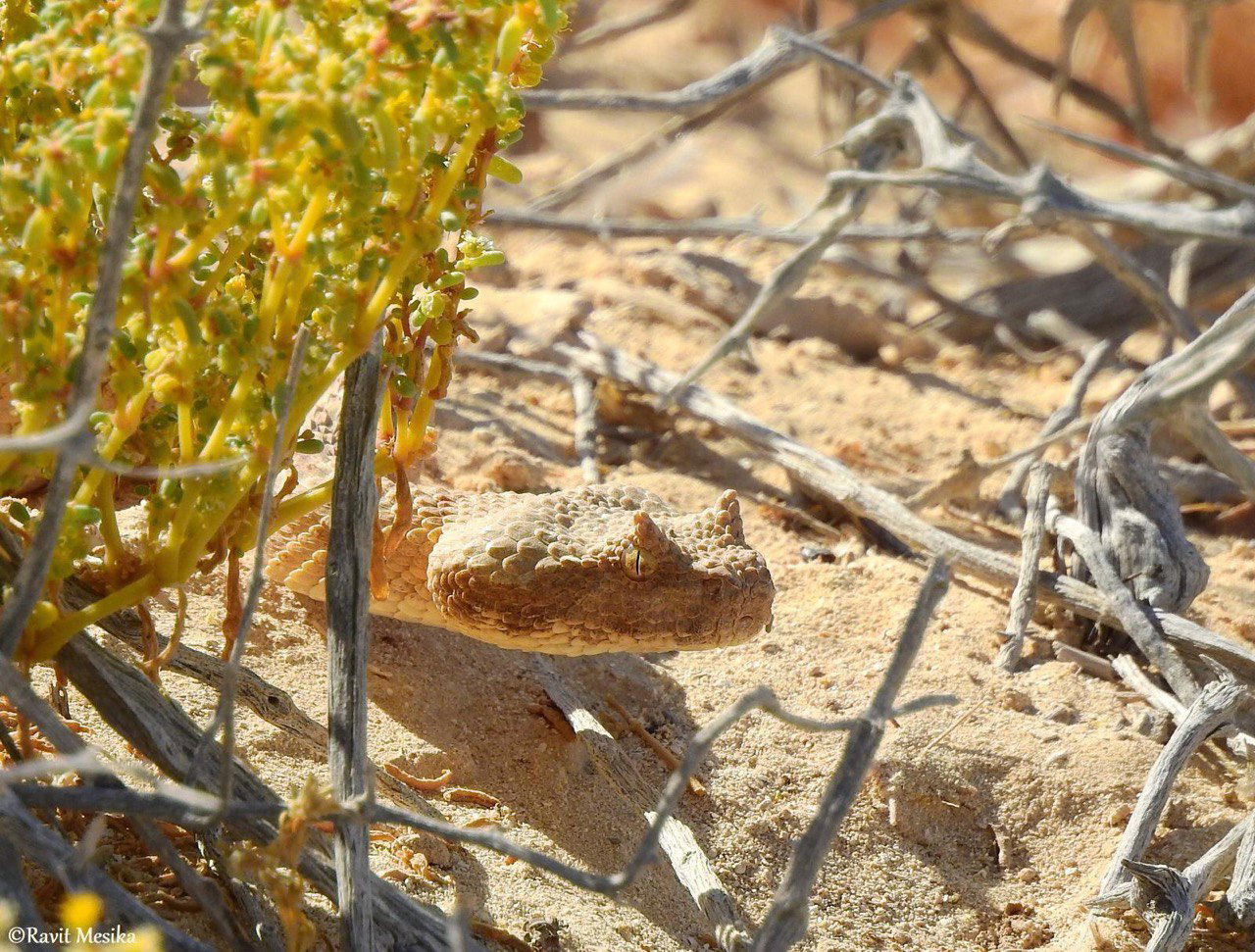 וידאו נדיר: ציפורי שיר מבריחות נחש שפיפון