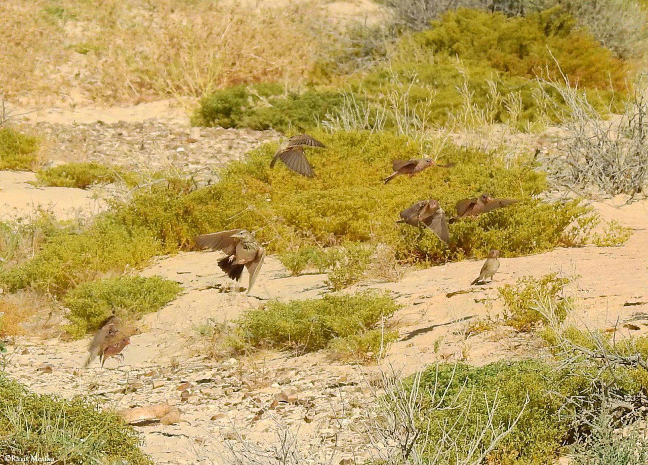 וידאו נדיר: ציפורי שיר מבריחות נחש שפיפון