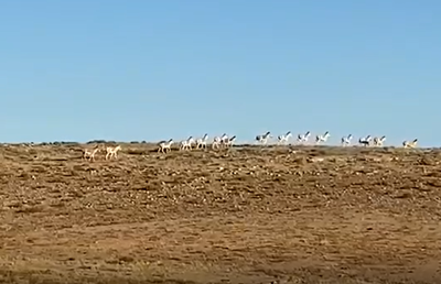 כמו אפריקה: עשרות פראים מתרוצצים בטבע