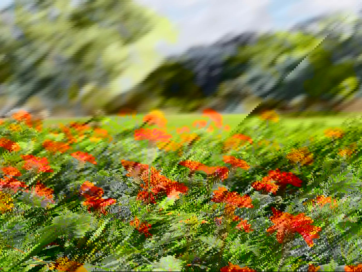 גלריה מרהיבה מגן רמת הנדיב בזכרון יעקב