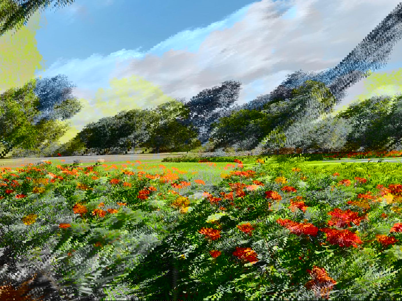 גלריה מרהיבה מגן רמת הנדיב בזכרון יעקב