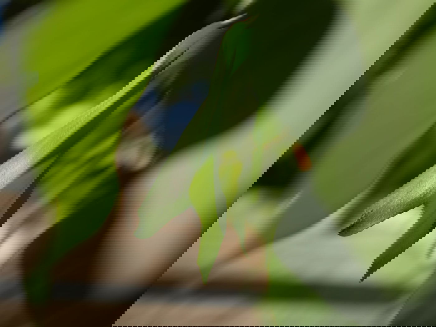 סיור שונה בשכונה הציורית 'ימין משה' • צפו