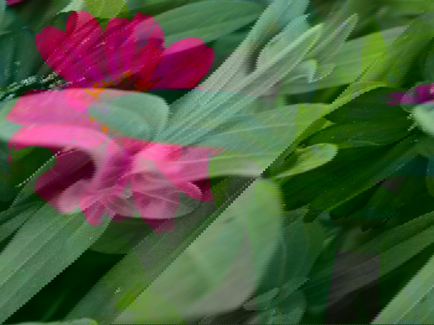 סיור שונה בשכונה הציורית 'ימין משה' • צפו