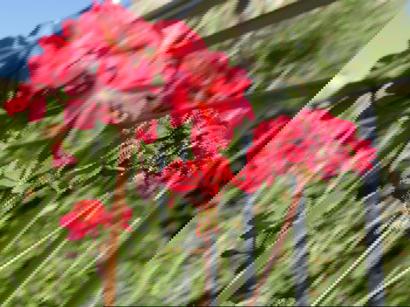 סיור שונה בשכונה הציורית 'ימין משה' • צפו