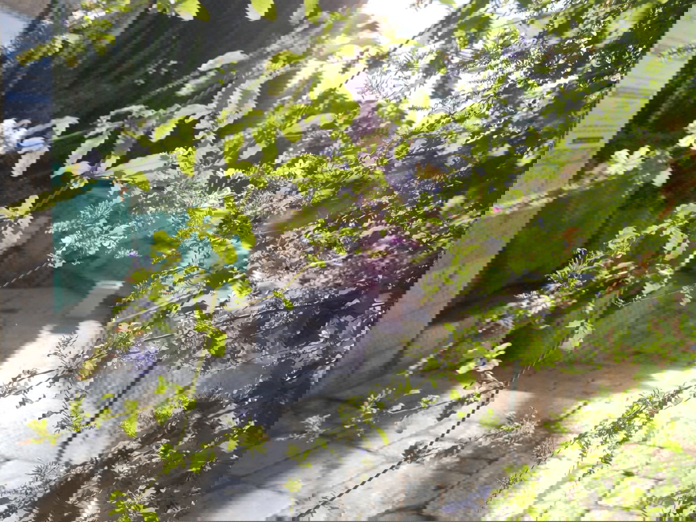 סיור שונה בשכונה הציורית 'ימין משה' • צפו