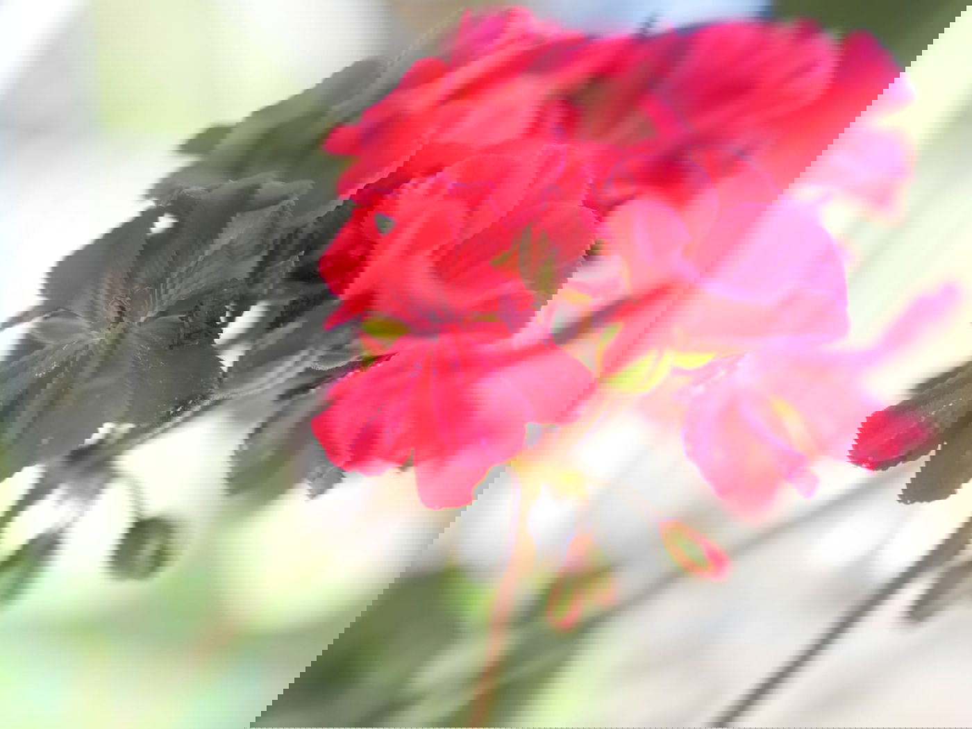 סיור שונה בשכונה הציורית 'ימין משה' • צפו