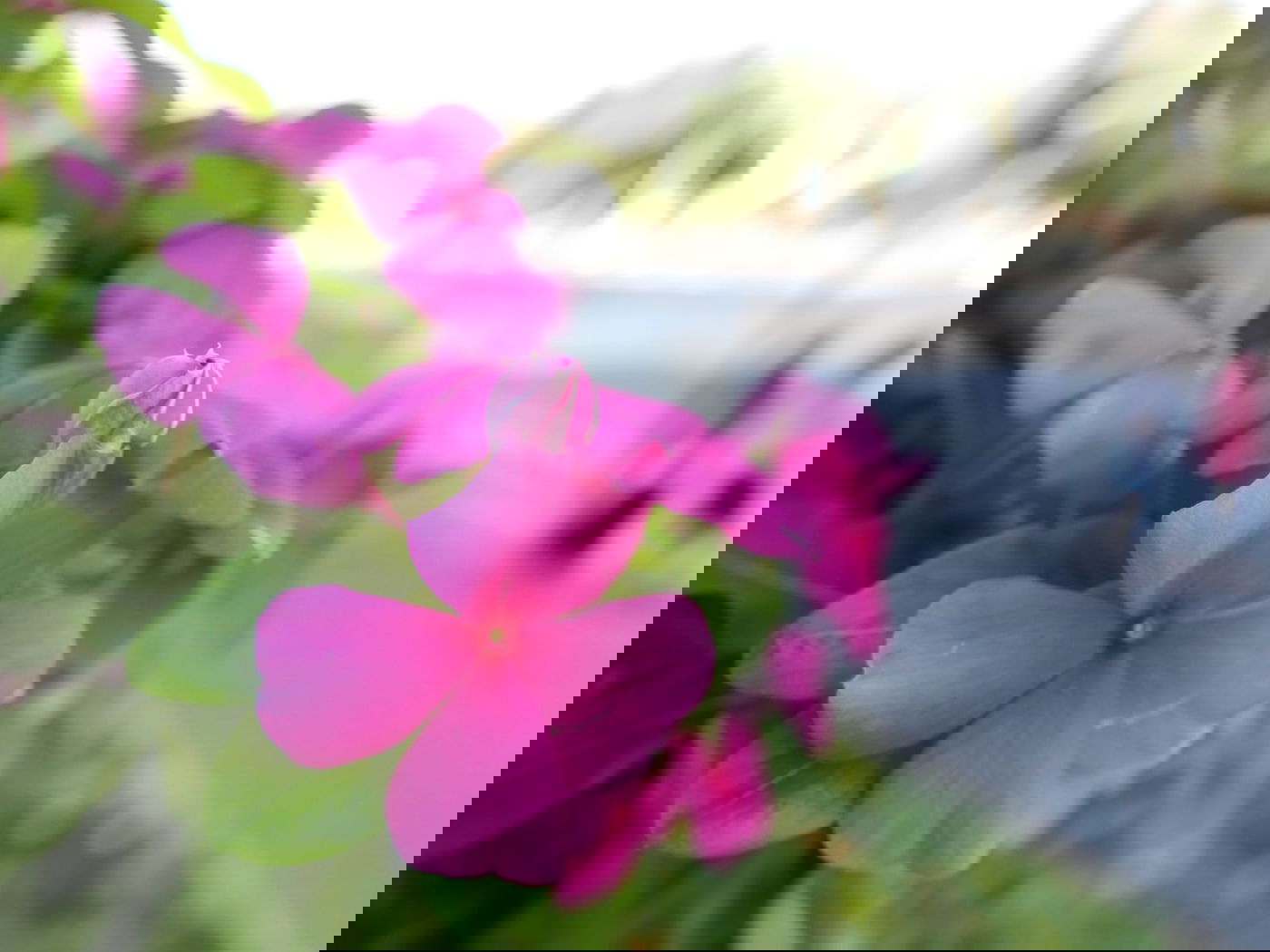 סיור שונה בשכונה הציורית 'ימין משה' • צפו