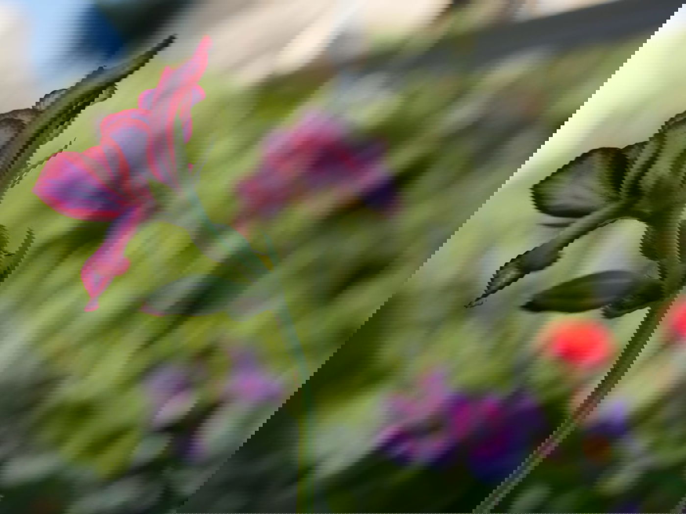 סיור שונה בשכונה הציורית 'ימין משה' • צפו