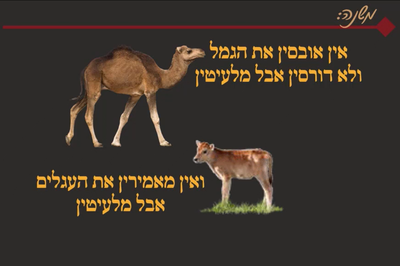 הדף היומי: מסכת שבת, דף קנ"ה • סיכום והמחשה