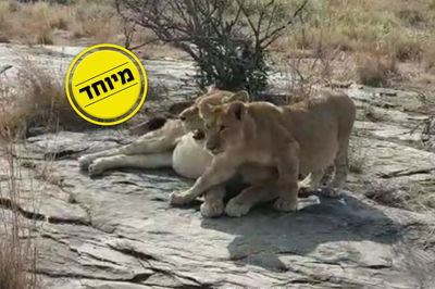 גור האריה עם אמו הלביאה