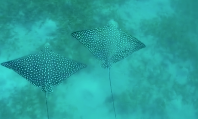 מדהים: צמד טריגונים נקודים נצפו באילת