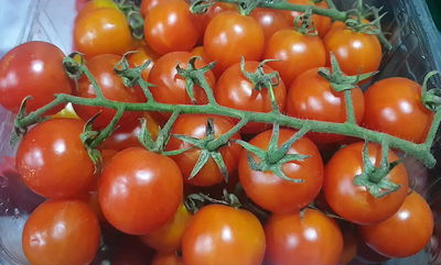 לא תאמינו: גם עגבניות שרי א' א' - נגועות • צפו