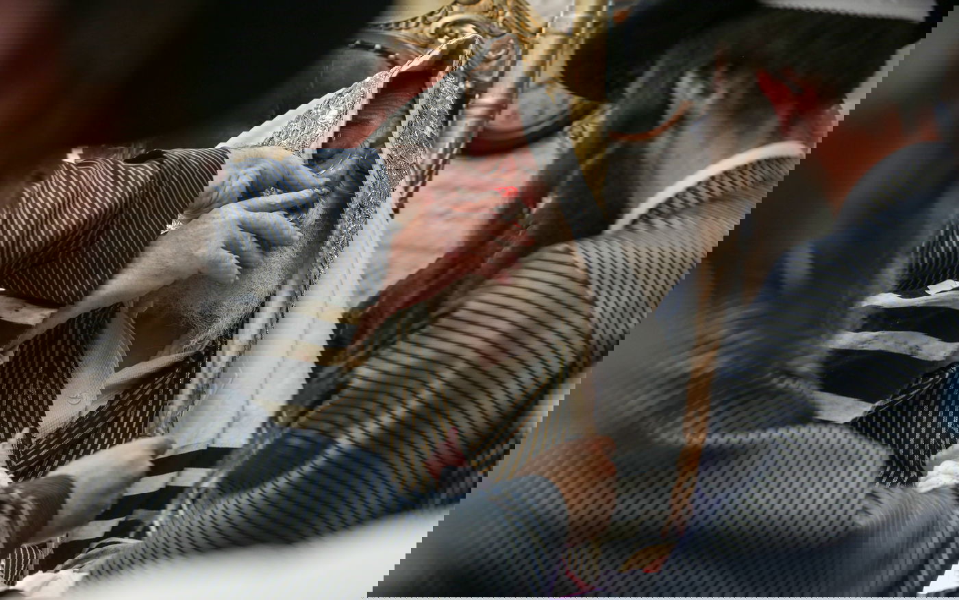 האדמו"ר מתולדות אהרן שימש סנדק בברית במירון