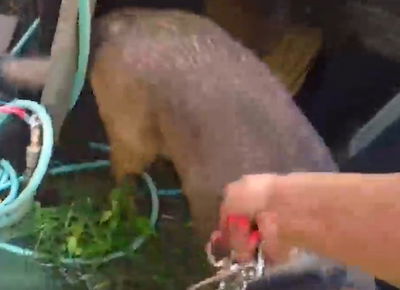 השוטרת עם הכלב