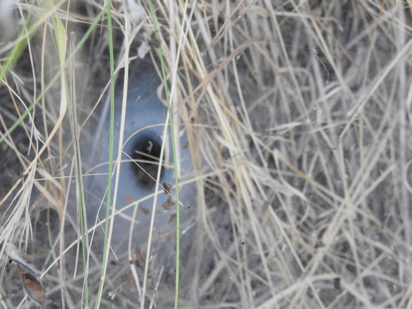 כשישראל שפירא ביקר באנדרטה על-שם ישראל שפירא