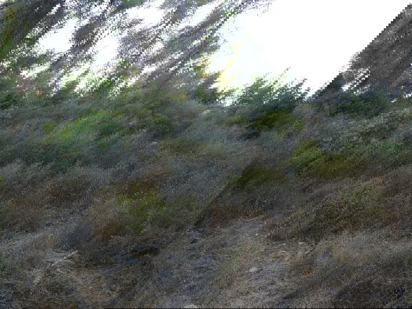 כשישראל שפירא ביקר באנדרטה על-שם ישראל שפירא