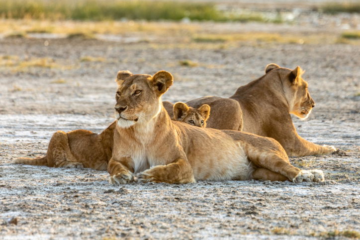 טיול דרך עדשת המצלמה לטנזניה המרהיבה