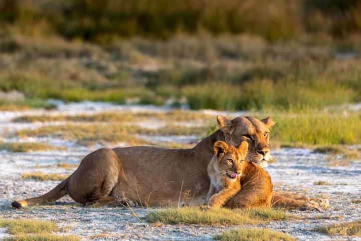 טיול דרך עדשת המצלמה לטנזניה המרהיבה