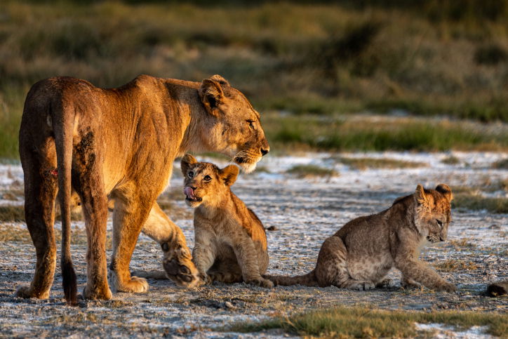 טיול דרך עדשת המצלמה לטנזניה המרהיבה