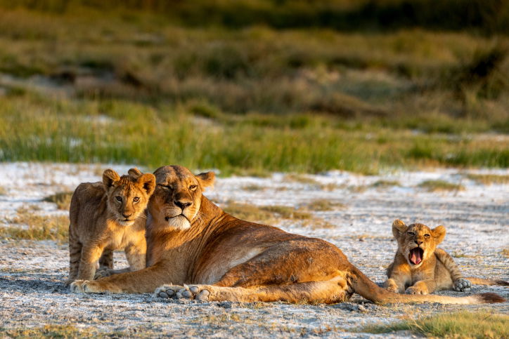 טיול דרך עדשת המצלמה לטנזניה המרהיבה