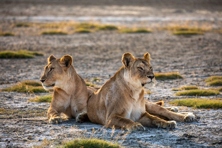טיול דרך עדשת המצלמה לטנזניה המרהיבה