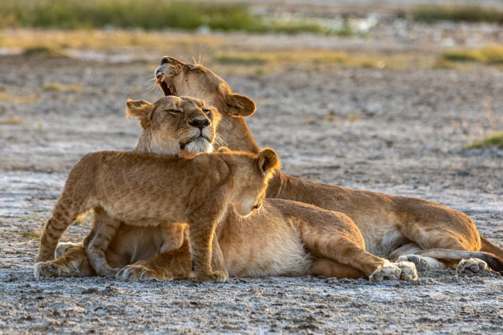טיול דרך עדשת המצלמה לטנזניה המרהיבה
