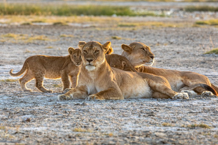 טיול דרך עדשת המצלמה לטנזניה המרהיבה