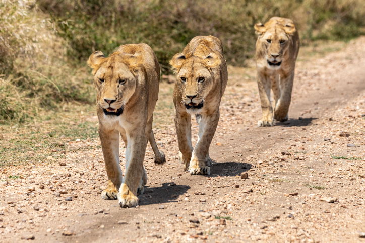טיול דרך עדשת המצלמה לטנזניה המרהיבה