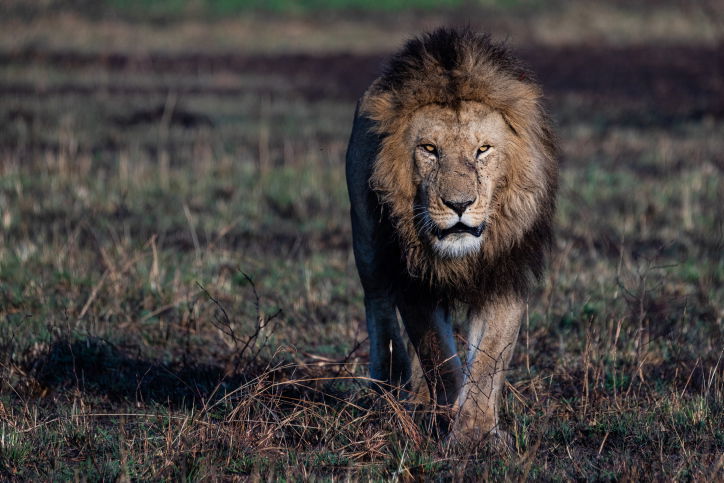 טיול דרך עדשת המצלמה לטנזניה המרהיבה