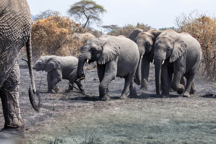 טיול דרך עדשת המצלמה לטנזניה המרהיבה