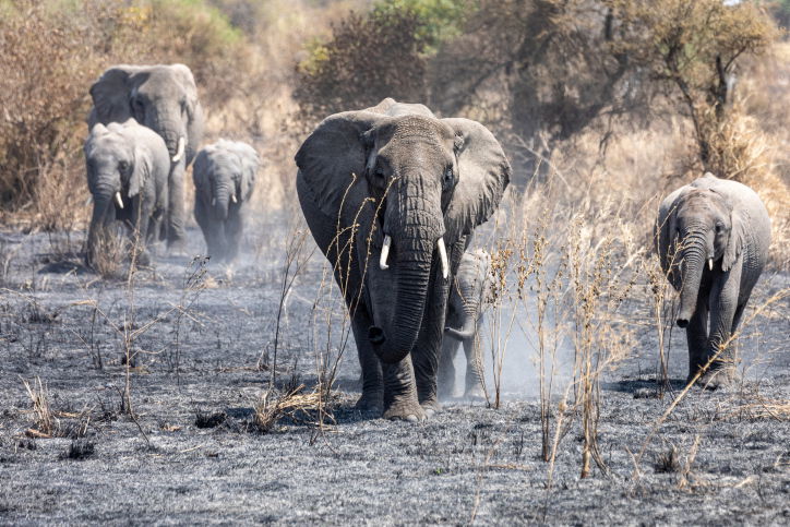 טיול דרך עדשת המצלמה לטנזניה המרהיבה