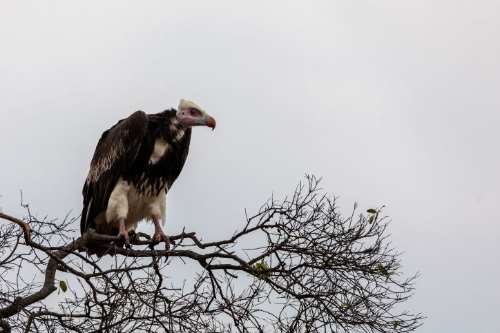 טיול דרך עדשת המצלמה לטנזניה המרהיבה