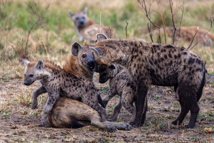 טיול דרך עדשת המצלמה לטנזניה המרהיבה