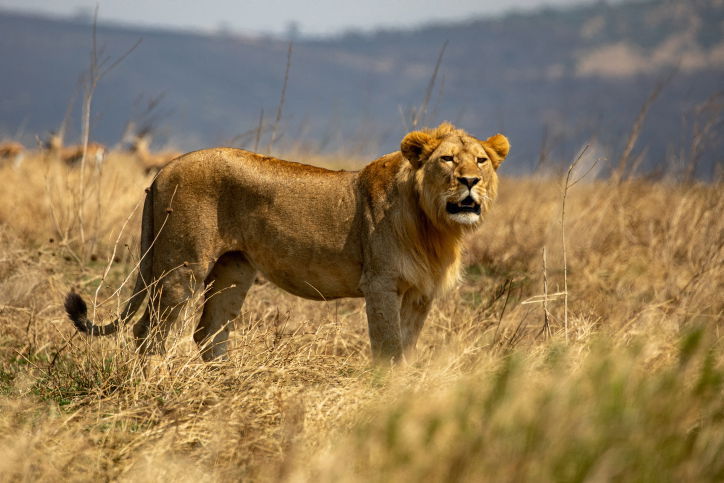 טיול דרך עדשת המצלמה לטנזניה המרהיבה