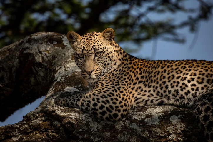 טיול דרך עדשת המצלמה לטנזניה המרהיבה