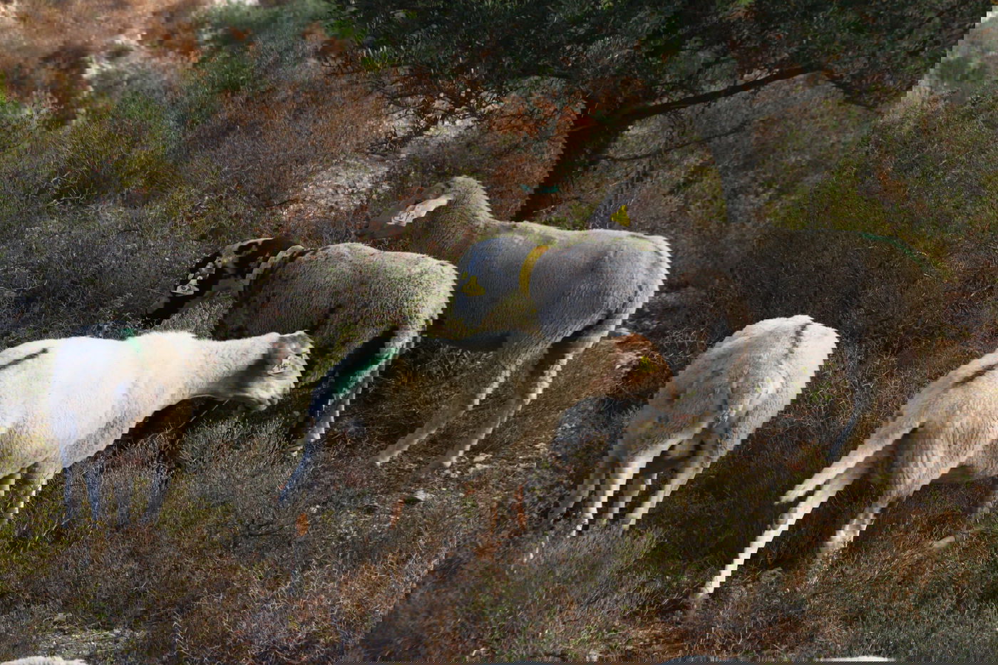 יום בחווה הירושלמית • תיעוד מרהיב ומרתק