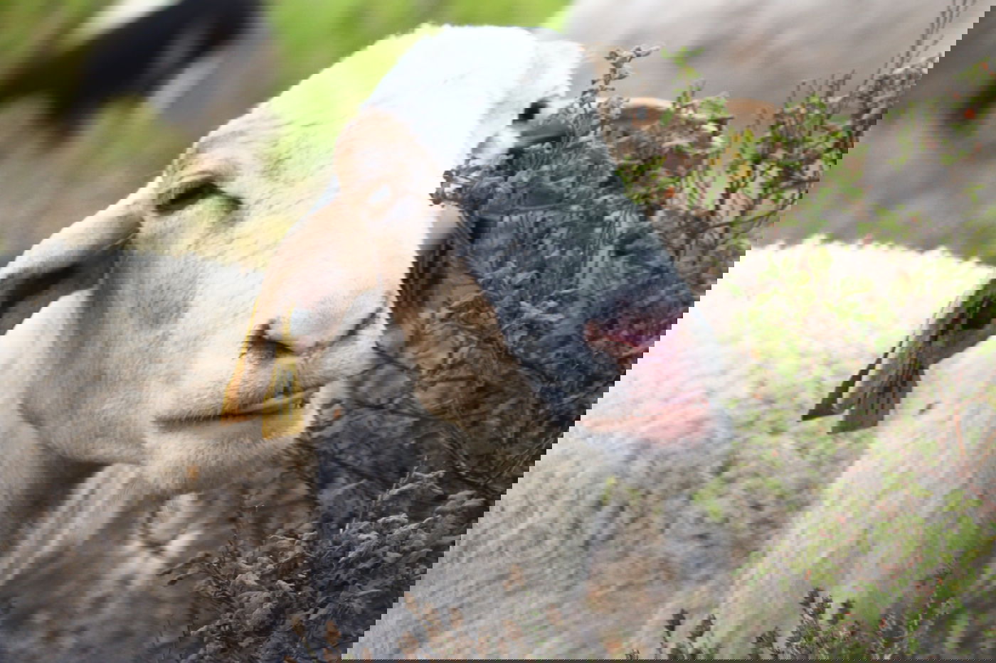 יום בחווה הירושלמית • תיעוד מרהיב ומרתק