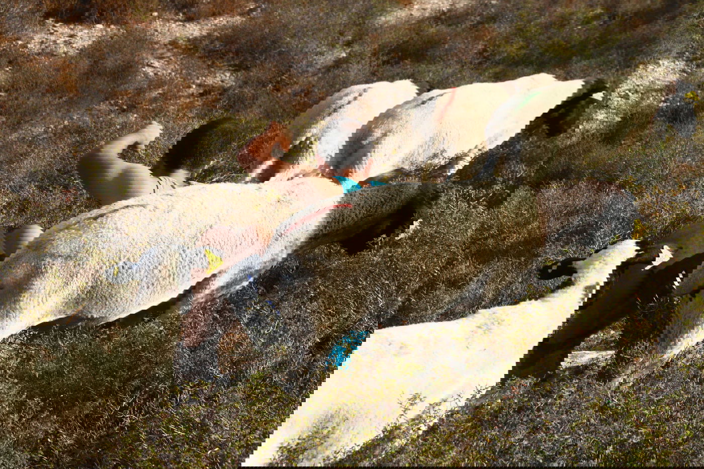 יום בחווה הירושלמית • תיעוד מרהיב ומרתק