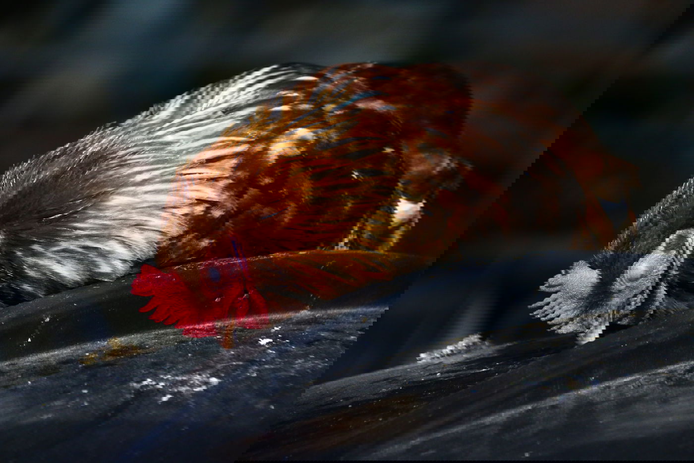 יום בחווה הירושלמית • תיעוד מרהיב ומרתק