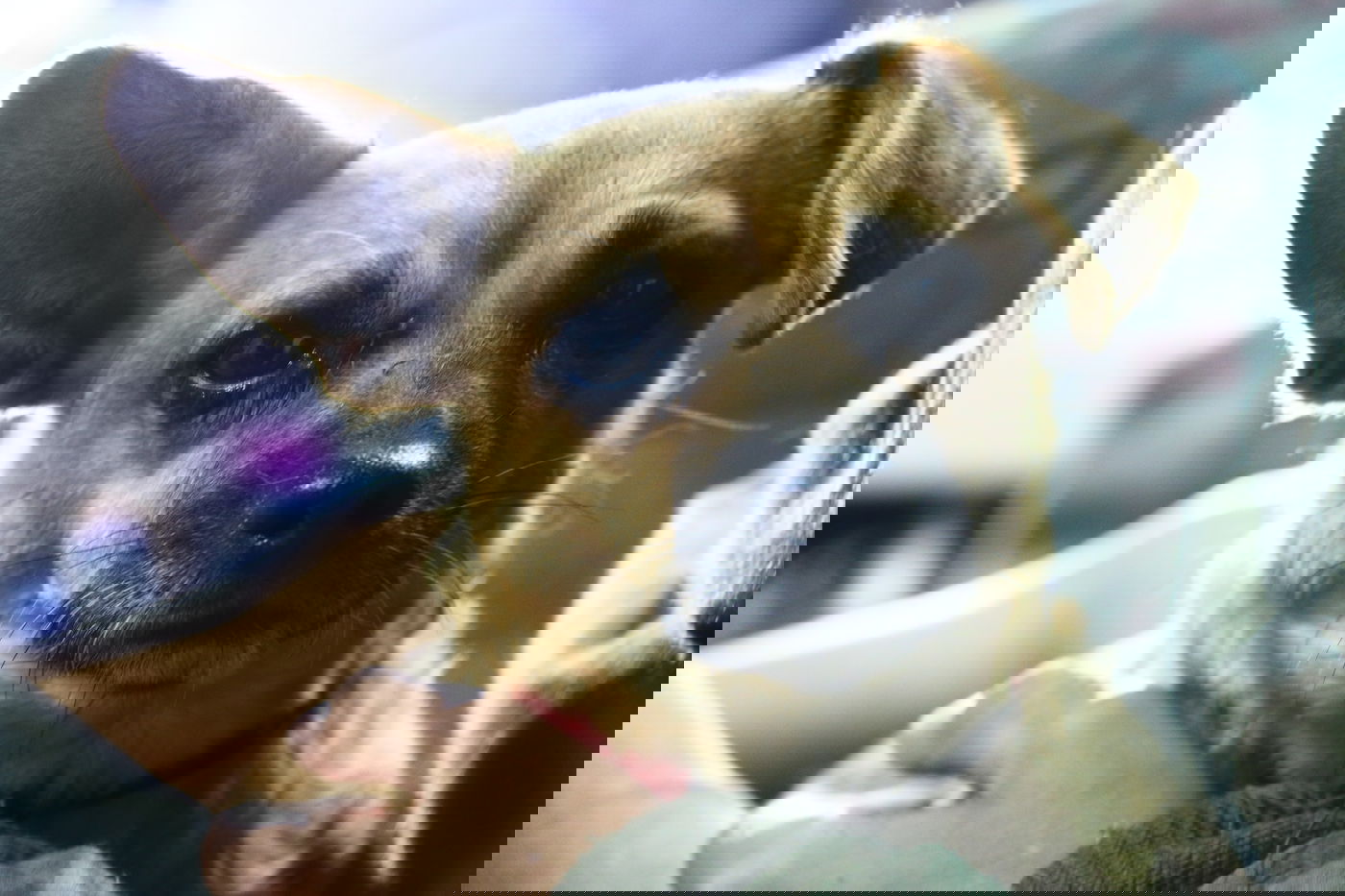 יום בחווה הירושלמית • תיעוד מרהיב ומרתק