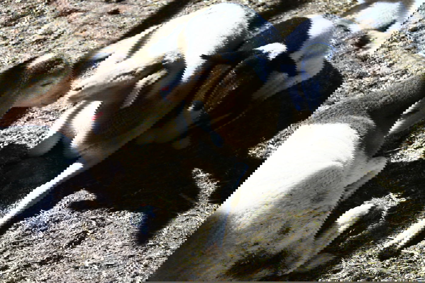 יום בחווה הירושלמית • תיעוד מרהיב ומרתק