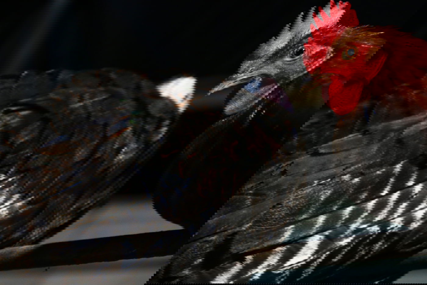 יום בחווה הירושלמית • תיעוד מרהיב ומרתק